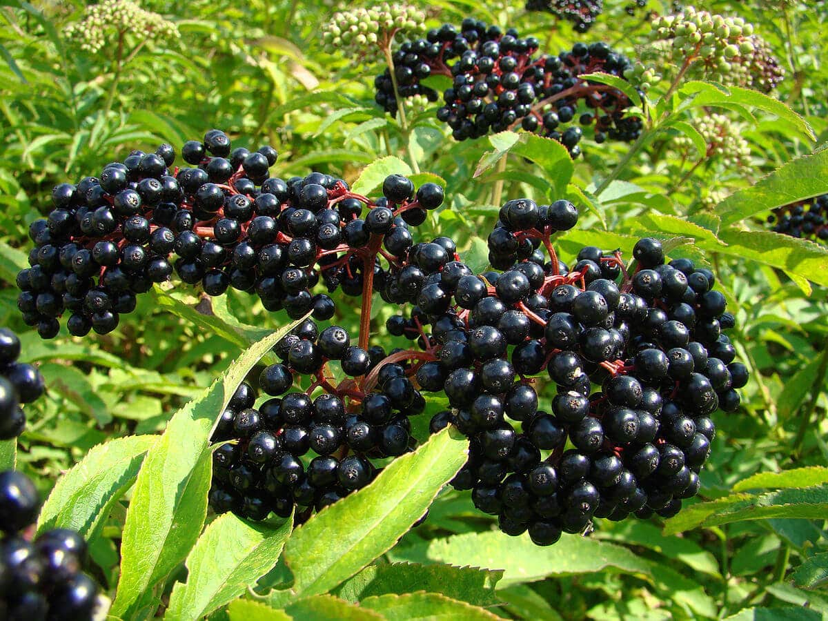 Elderberry (Sambucus canadensis), also known as American black elderberry or common elderberry, is a shrub that can easily be found throughout North America. It’s known for its delicious, dark purple berries and lacy white flowers. Elderberries and elderflowers are famous for their culinary and medicinal uses. Edibility and culinary use Almost all parts of this plant are poisonous, except for its flowers and ripe berries. Elderflowers are delicate and fragrant with a slightly tart flavor. These cream-colored flowers are typically used as an edible garnish or to flavor desserts and beverages. Elderflowers can also be made into jelly or deep-fried to make fritters. Dried elderflowers can also be brewed to make medicinal herbal tea. Much like elderflowers, elderberries taste tangy and tart, although stronger. These dark purple berries should never be eaten raw as it might cause stomach aches. Elderberries are usually made into jam, marmalade, pastry filling, juice, wine, tincture, and syrup. Elderberry tincture and syrup are often used for medicinal remedy. Health benefits Elderberry is packed with important nutrients. Both the berries and flowers are rich in vitamin A, B, and C. The tiny berries even contain more vitamin C than oranges. They’re high in dietary fiber which can promote a healthy digestive system. Elderberries and elderflowers also contain a lot of antioxidants like anthocyanins, flavonols, and phenolic acids. This means they’re great for reducing oxidative stress in the body, preventing cancer, and reducing inflammations. Elderflowers and elderberries are often used to treat and prevent cold. They’re also great for alleviating cold symptoms, such as cough, nasal congestion, and fever. Elderberry is also said to be good for treating allergy and asthma symptoms. Its anti-inflammatory property also makes it great for alleviating pain, treating mouth and gum inflammation, reducing toothache, and treating digestive problems. Lastly, consuming elderberry can improve cardiovascular health as it helps lower blood pressure and reduce cholesterol levels. Cultivation Elderberry is not very hard to cultivate. With some work and patience, you’ll be able to grow some elderberry shrubs in your own garden. While it loves moist, fertile, and well-drained soil, this plant can tolerate almost every type of soil. But, it can’t tolerate drought at all. So, be sure to water the plant regularly. Plant elderberry in a location with full sun for a better harvest. Before planting, prepare the soil by incorporating manure or compost. Plant elderberry bushes in the spring, after the last frost date has passed. Plant each plant 6” to 10” apart, make sure the roots are well-covered. Water them once or twice a week to ensure they don’t dry out. Get rid of surrounding weed regularly, especially when the shrubs are young. Let the shrubs grow wild for the first two years. Don’t prune them or harvest the flowers and berries. This way, they’ll grow nicely and produce a lot of berries. Then, starting from the third year, prune the shrubs each spring and remove all the dead areas. The berries will start to appear at the end of summer and they will ripen around mid-August to mid-September. Make sure to pick them before the birds finish them off. Cautions Common elderberry leaves, stems, and roots are poisonous. Ripe elderberries are generally safe, but unripe elderberries contain toxins that can only be destroyed through cooking. Eating unripe or uncooked elderberries may result in nausea, vomiting, and diarrhea. Elderberry may cause the immune system to be more active, so people with autoimmune disorders should avoid consuming elderberry. Also, be careful not to confuse elderberry shrubs with the toxic water hemlock. These plants look somewhat similar, moreover, they typically grow in the same area. Elderberry has opposing leaves while water hemlock has alternating leaves.  Water hemlock doesn’t grow berries, but they do grow flowers. Water hemlock flowers look similar to elderflowers, but they have a firecracker-like formation. Do not touch or ingest water hemlock flowers at all. Conclusion Elderberry can be a valuable source of food and herbal remedy if you know how to prepare it. This plant’s tiny berries and dainty flowers definitely pack a punch when it comes to flavor. They’re versatile and can be used in a lot of delicious recipes. And their health benefits are undoubtedly amazing as well. It’s not a surprise to find that Native Americans have been using elderberries and elderflowers to make traditional herbal medicine.