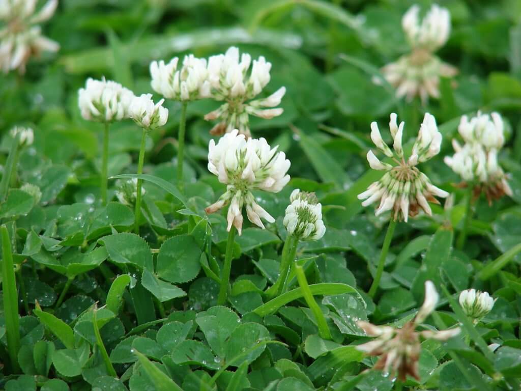 White clover (Trifolium repens) with Blooming Flowers