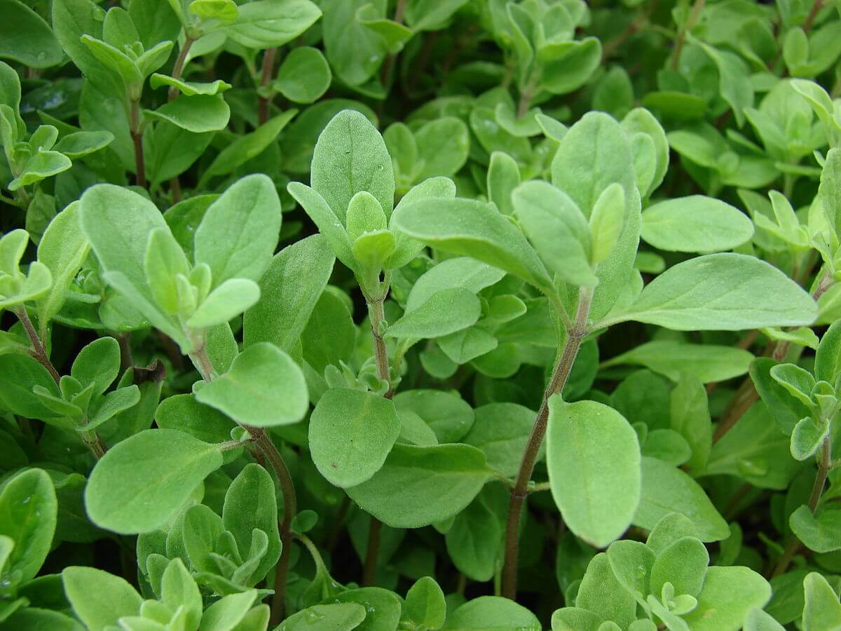 marjoram leaves