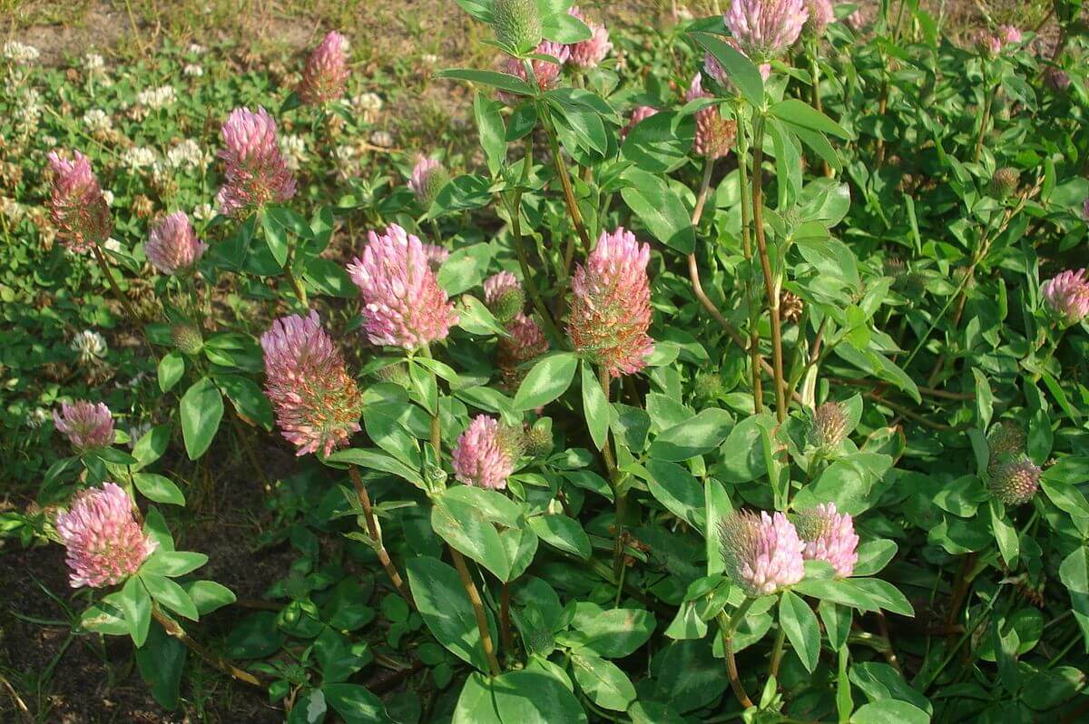 Red Clover A Powerful Herb With Great Healing Powers Eat The Planet