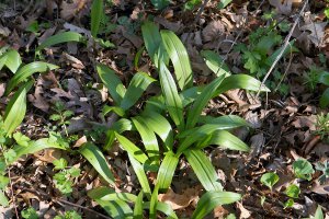 Wild Leeks (Allium tricoccum)