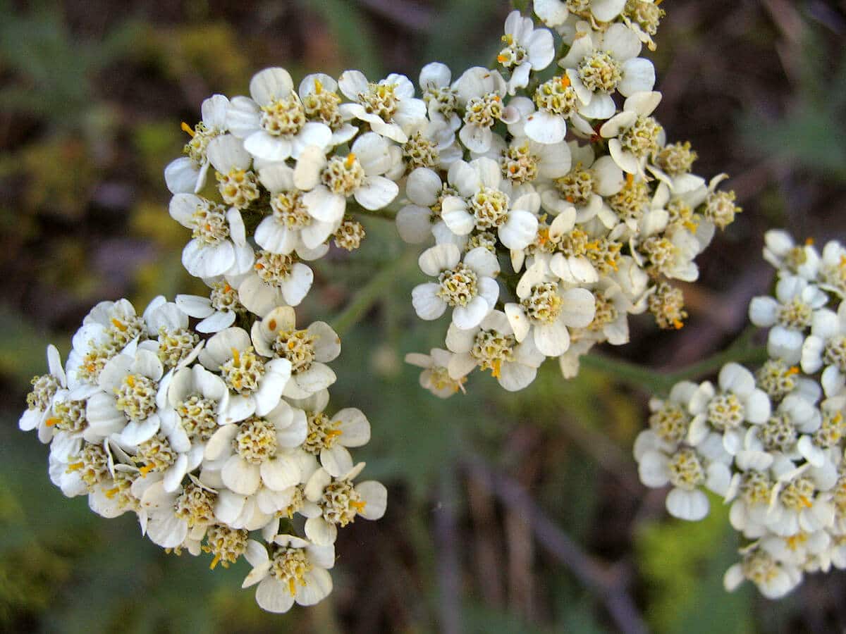 Knockout Pink Yarrow Achillea millefolium flowers perennial herb