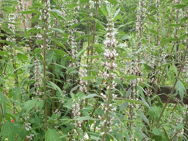 Motherwort (Leonurus cardiaca)