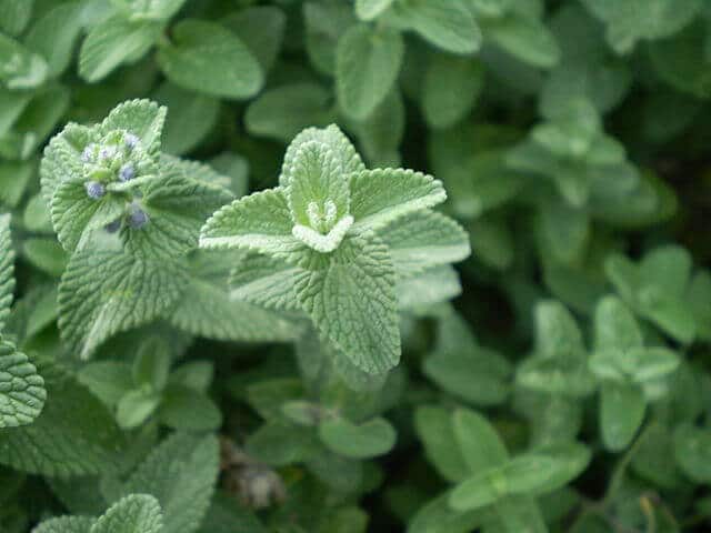 A close up of the deeply veined, soft green leaves.