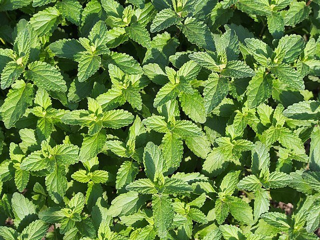 A photo looking down on multiple catmint spires not yet in flower.