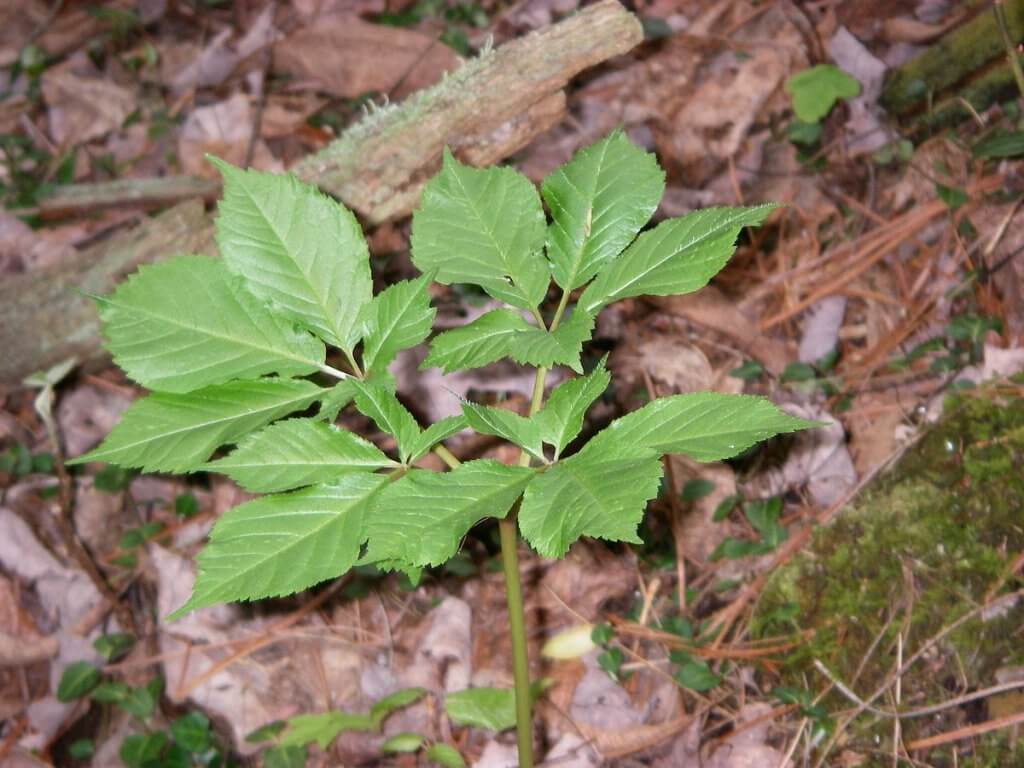 thumbnail image 2 of 10 LBS American Ginseng Seeds – Grow Your Own Wild Ginseng – USA Grown 2 of 6