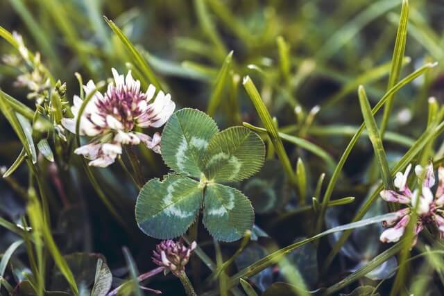 A single white clover leave and flower head amongst grass.
