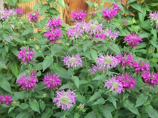 Bee Balm (Monarda didyma) Plant with Pink Blooms