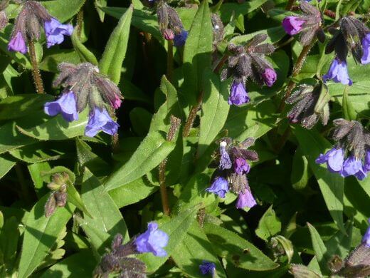 Comfrey (Symphytum officinale) Flowers