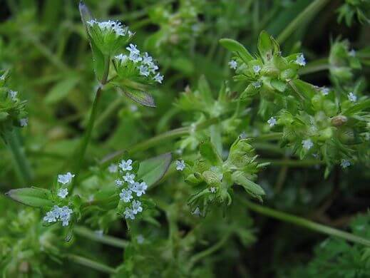 Corn Salad (Valerianella locusta) Leaves and Flowers