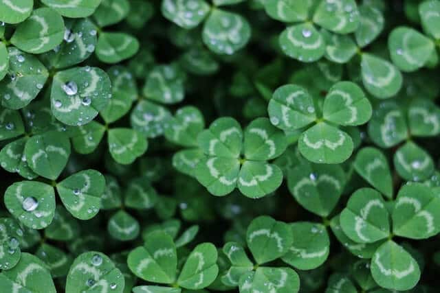 A dense patch of white clover.