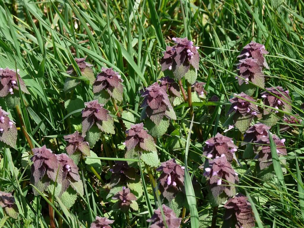 Dead Nettle (Lamium purpureum)