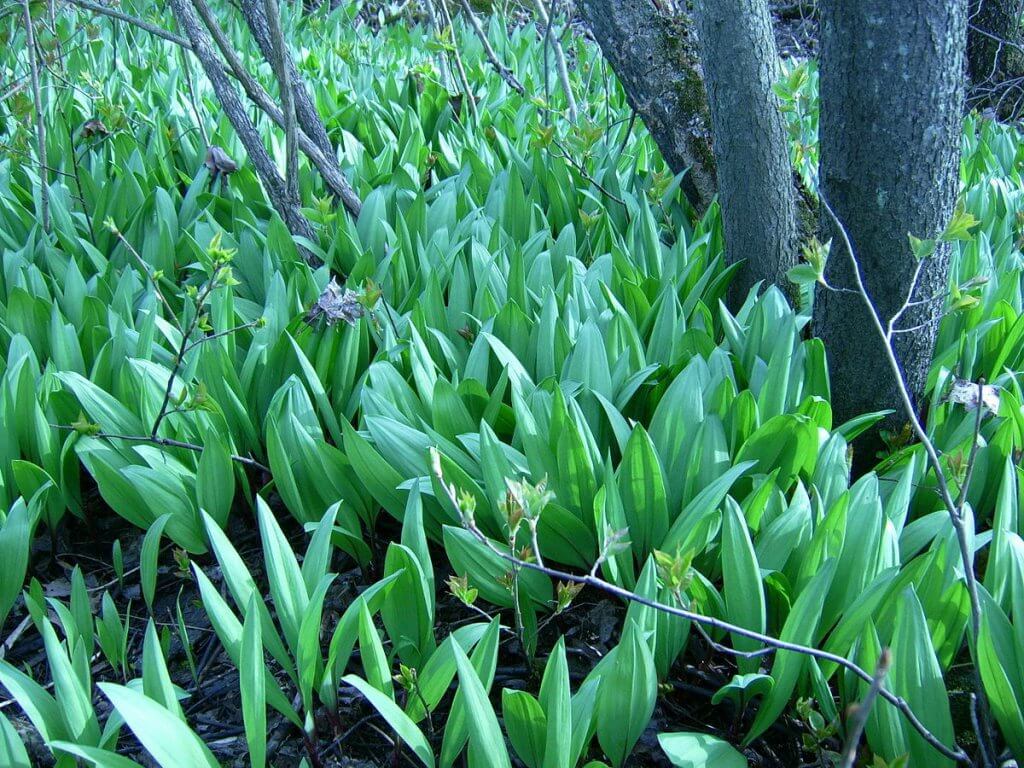 Ramps (Allium tricoccum) Field
