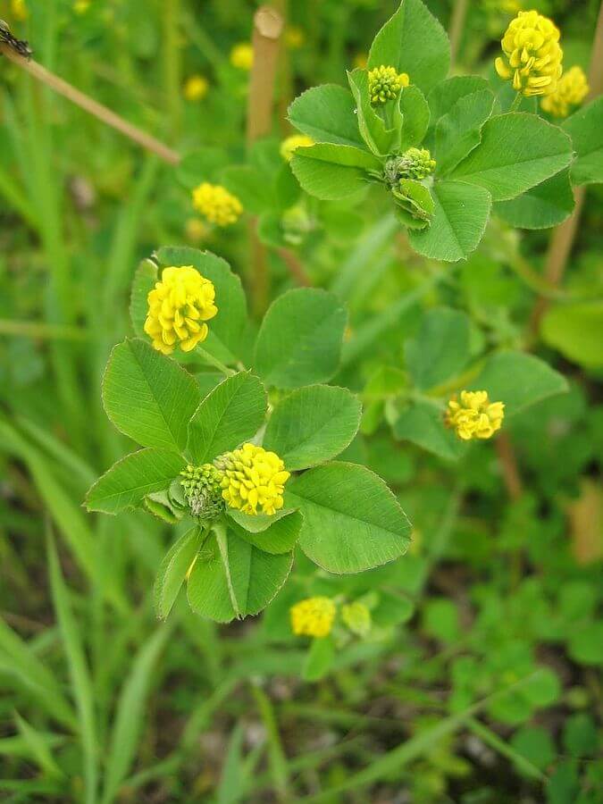 Black medic (Medicago lupulina) Flowers and Leaves