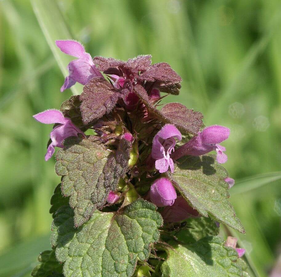 Dead Nettle (Lamium purpureum) Flowering Tops