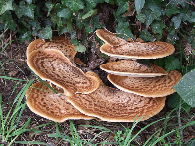 https://eattheplanet.org/wp-content/uploads/2019/06/Dryads_Saddle_Fungus_-_geograph.org_.uk_-_552410.jpg