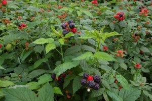 Black Raspberry (Rubus occidentalis)