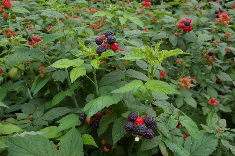 Wild Blackberries and Raspberries, a Diverse Group of Delicious Edibles