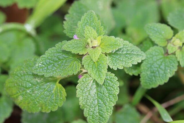 Close up showing the growing tip of a dead nettle stem with new leaf growth.