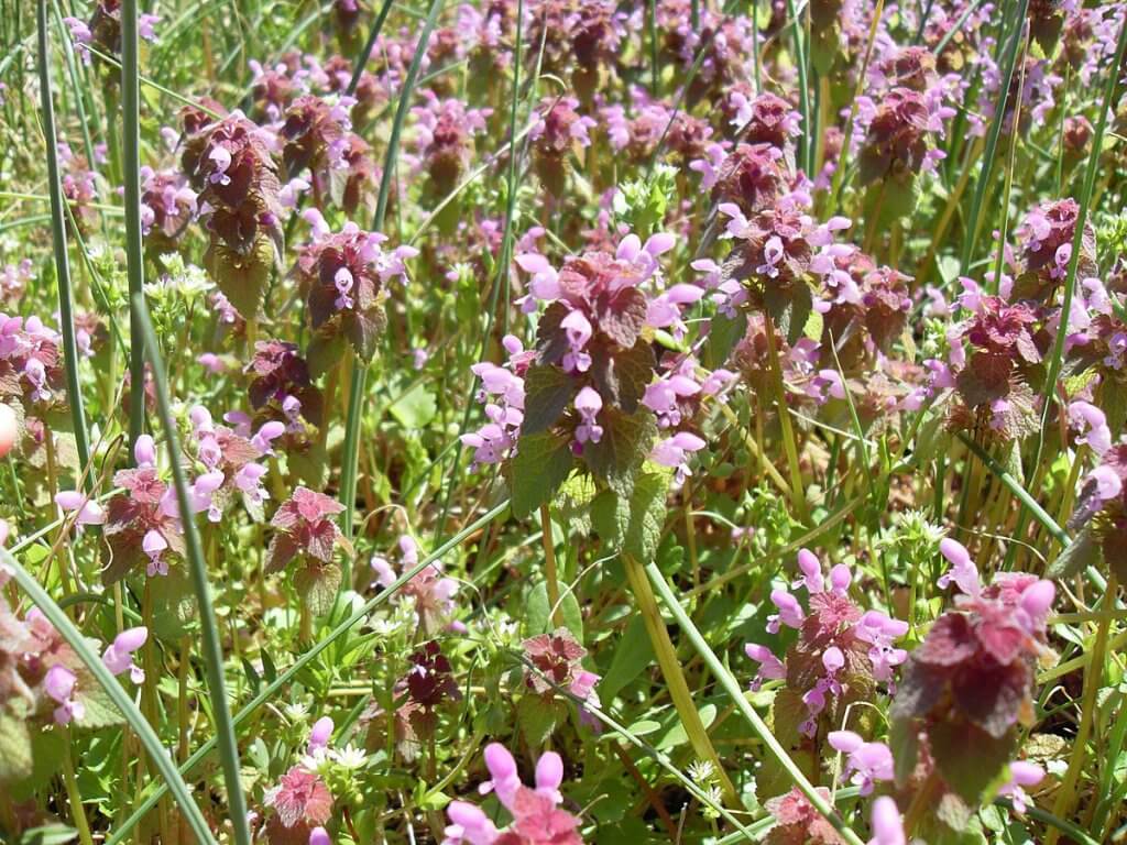 Field of henbit (Lamium amplexicaule)