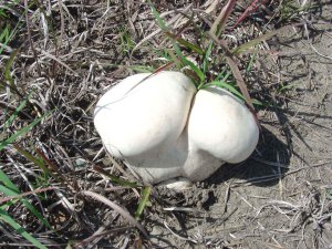 Young giant puffball mushroom (Calvatia gigantea)