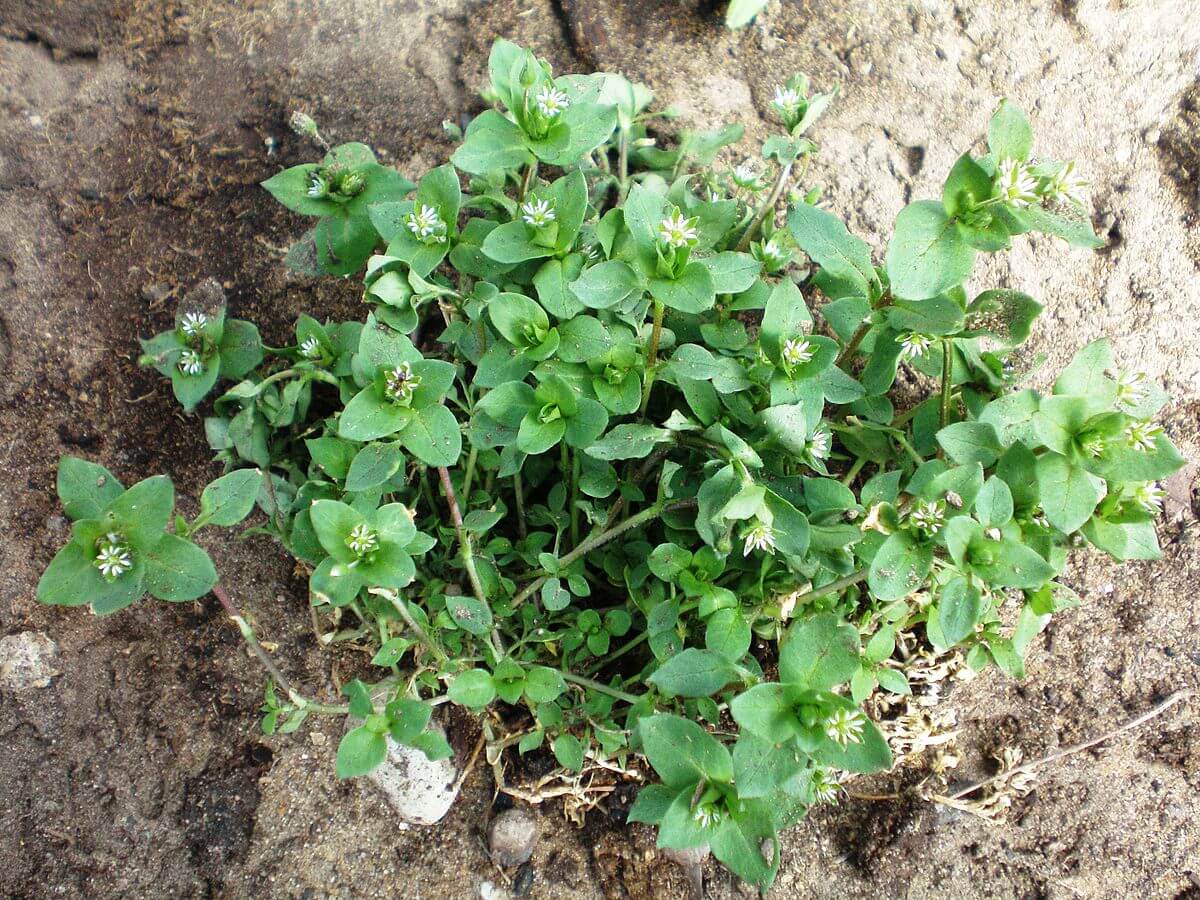 edible chickweed