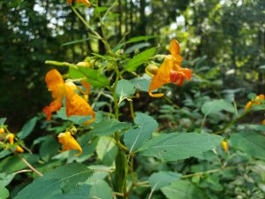 Jewelweed (Impatiens capensis)