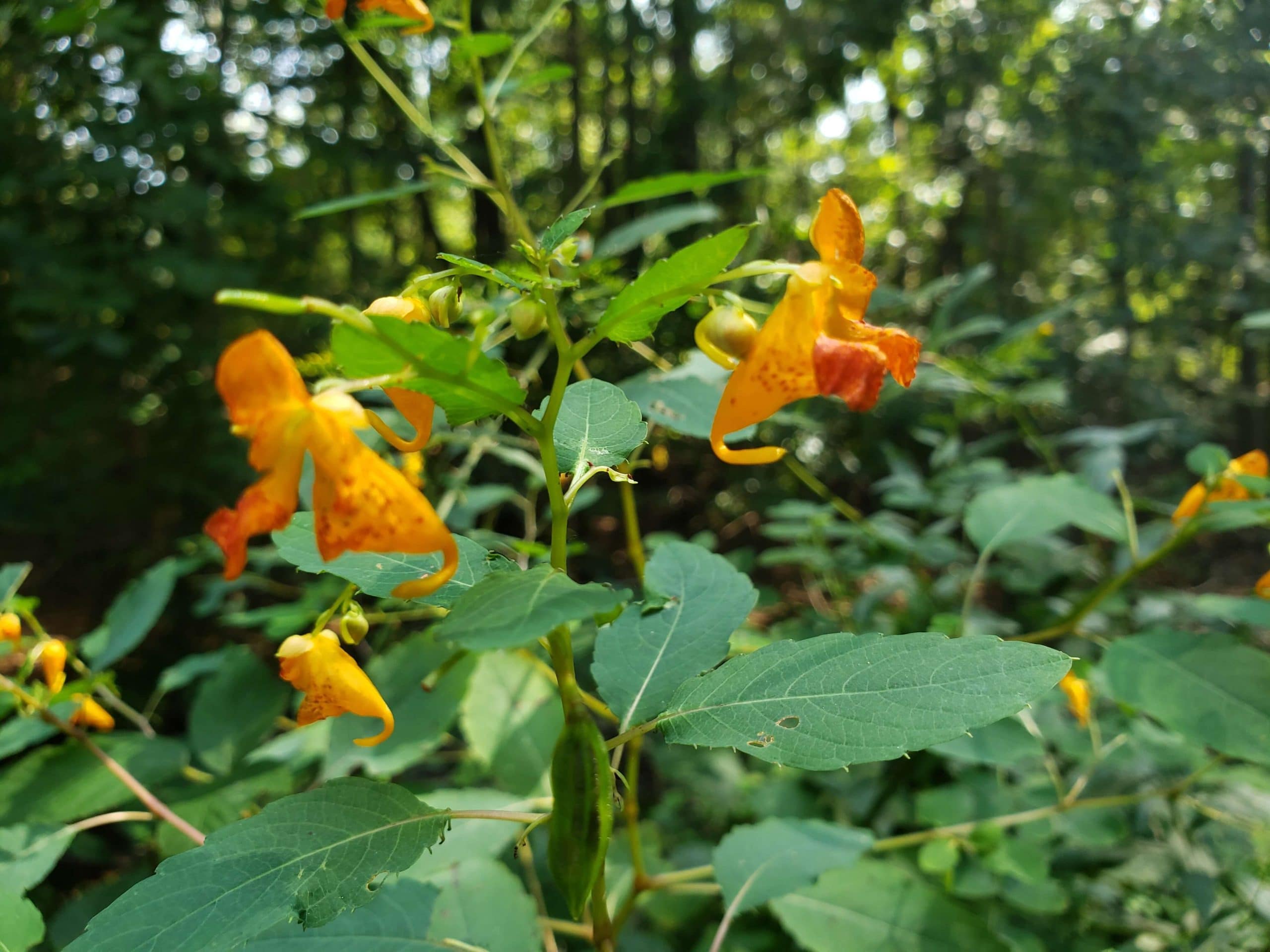 is-jewelweed-a-good-poison-ivy-remedy-scientific-studies-eat-the