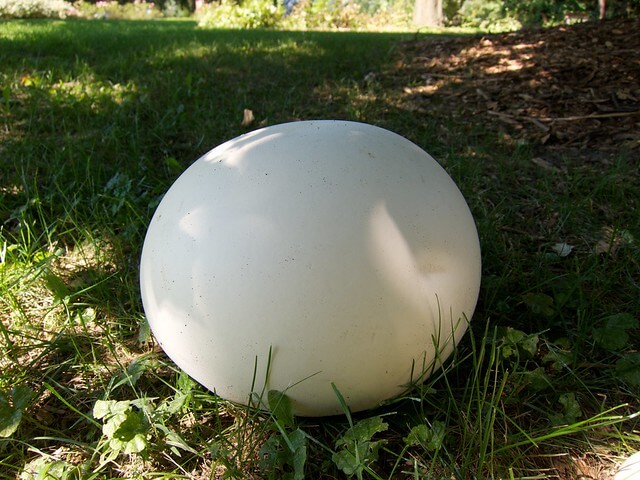 Giant puffball mushroom (Calvatia gigantea)