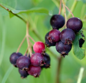 Saskatoon Serviceberry (Amelanchier alnifolia)