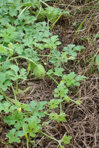 Wild Cucumber Plant (Cucumis anguria)