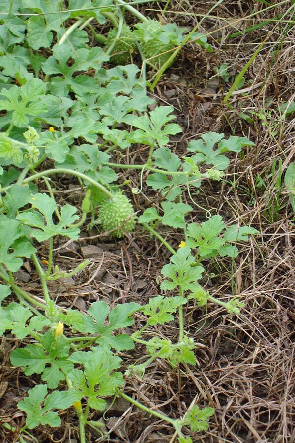 Wild Cucumber A Hairy And Prickly Gherkin Cucumber Eat The Planet