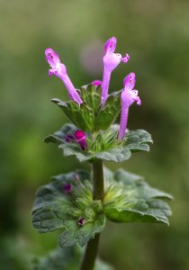 Henbit, The Elegant and Nutritious Wild Edible - Eat The Planet