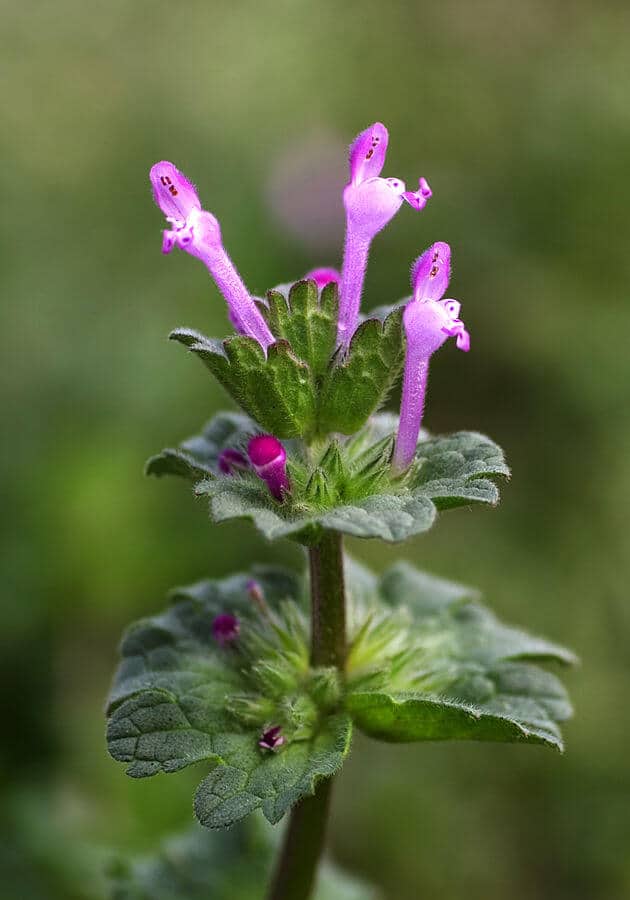 Henbit (Lamium amplexicaule) Flowers