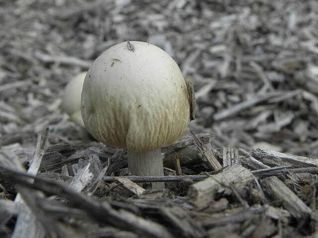 A toxic death cap mushroom with a white, smooth, round cap and a stipe that is obscured by wood chips.