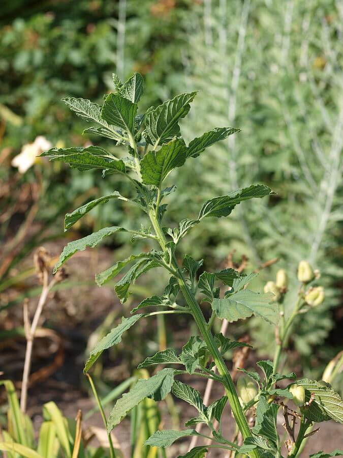 Redroot pigweed (Amaranthus retroflexus)