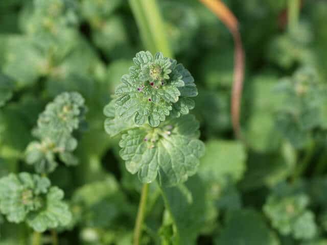 Henbit (Lamium amplexicaule)