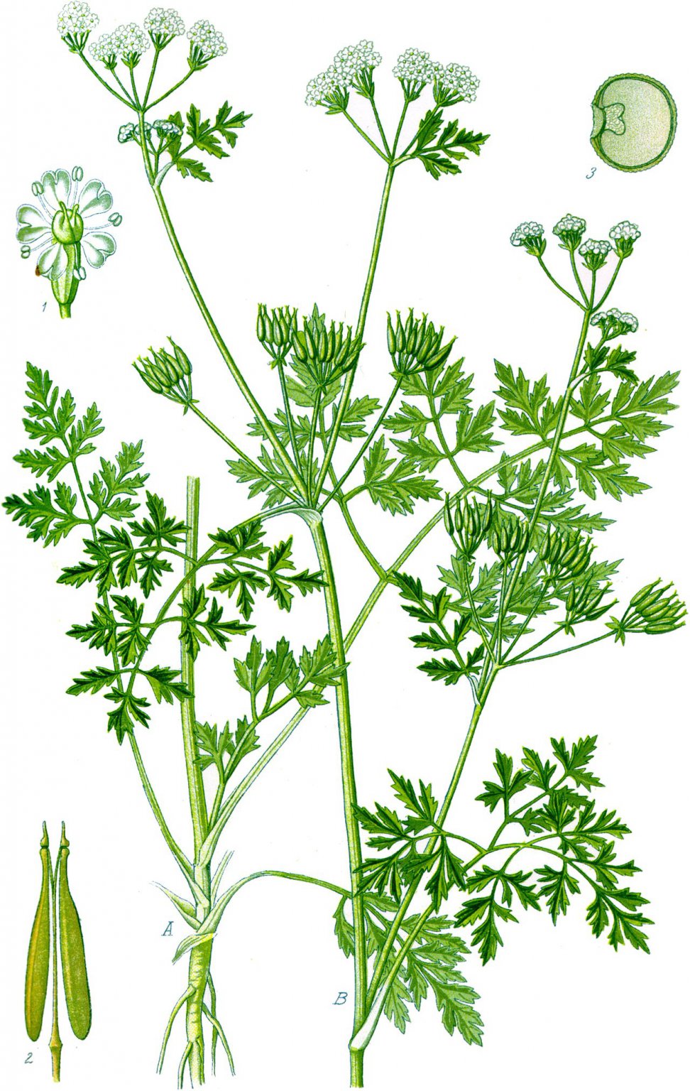 Chervil, French Cuisine And Feathered Foliage - Eat The Planet