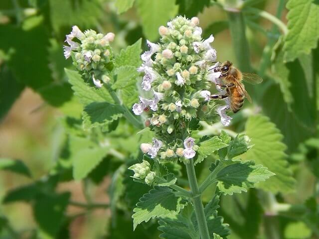 A closeup of a catnip spire with delicate white flowers and a bee collecting pollen.