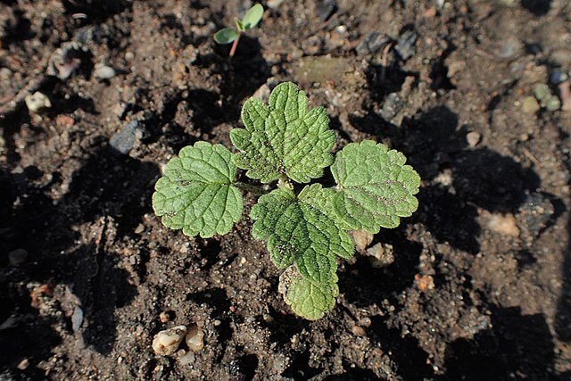 A patch of soil with a catnip seedling with 4 new leaves.