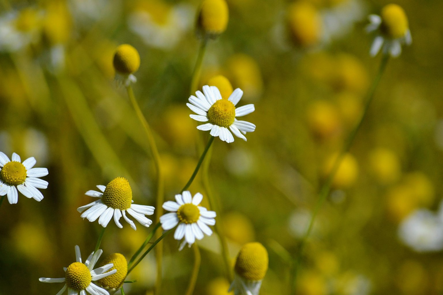 Matricaria Chamomilla эфирное масло