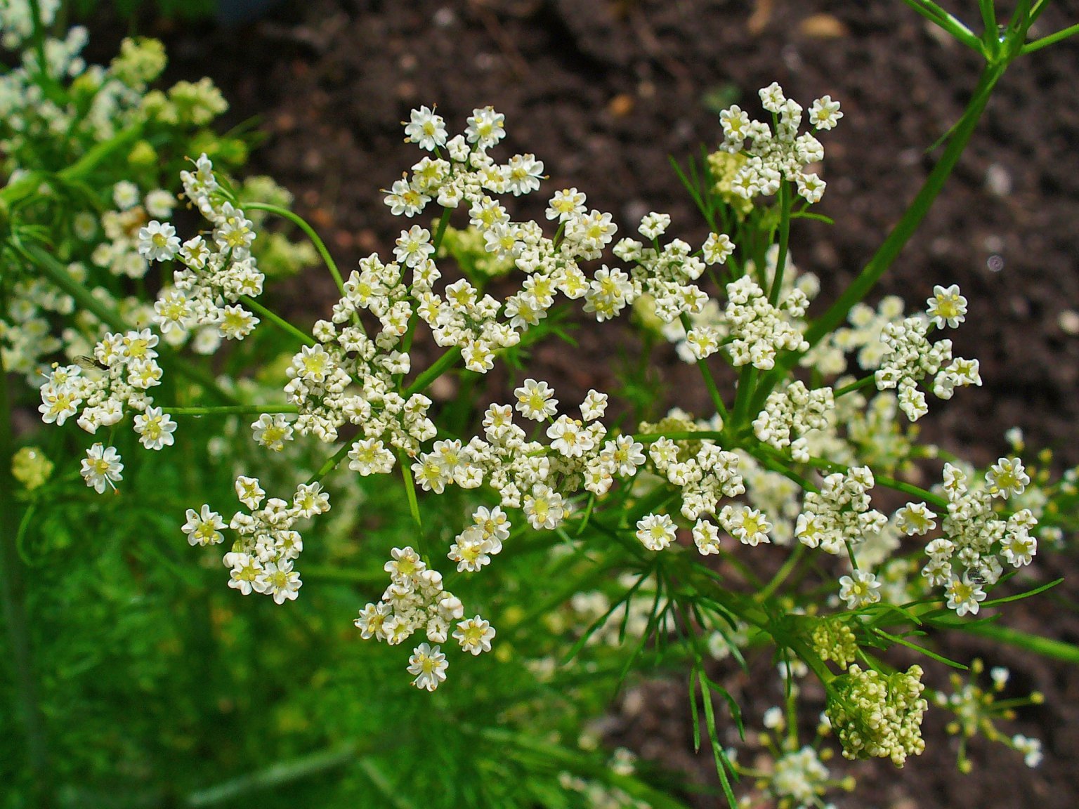 Caraway, Dainty Foilage and Flavorful Seeds Eat The