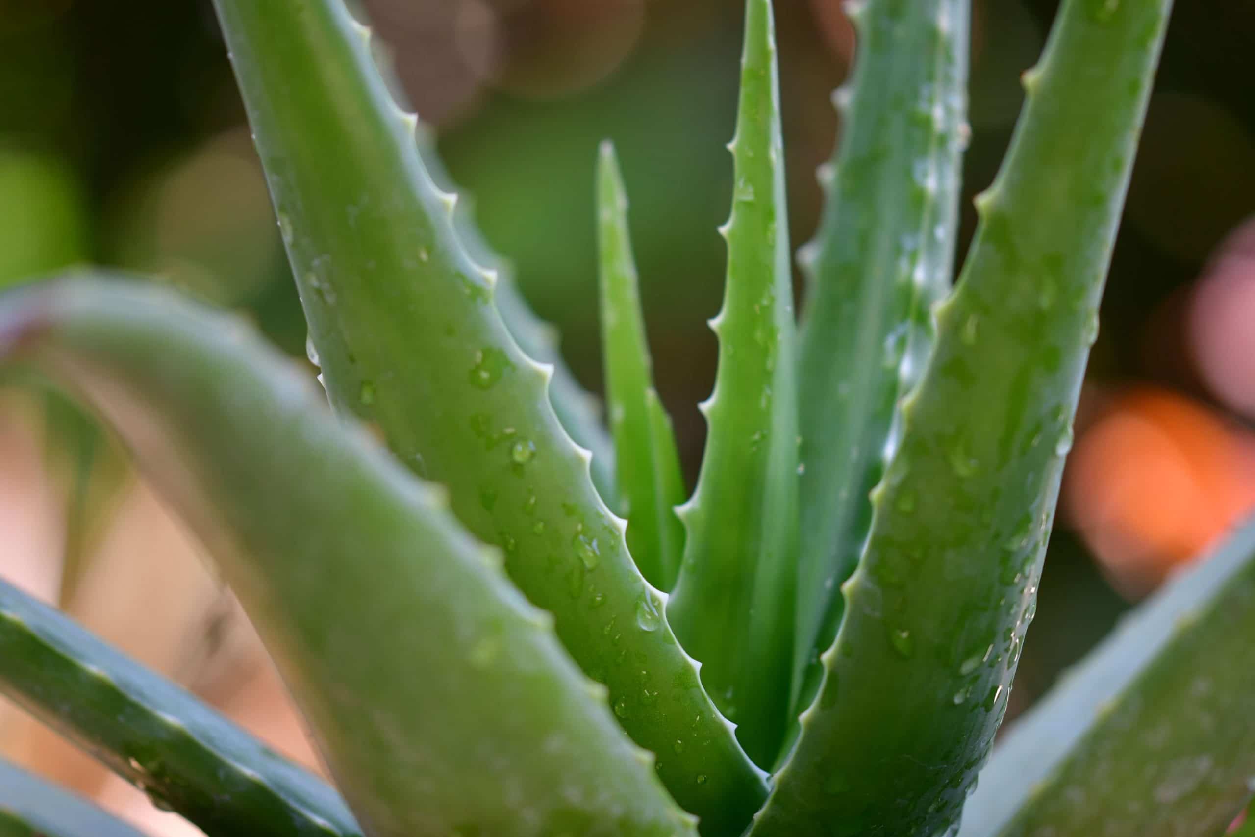 How much light does aloe plant need information