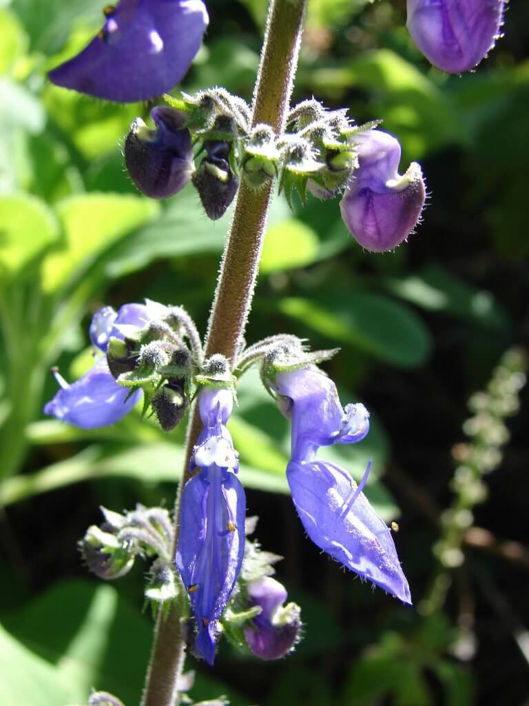 Cuban Oregano Flower