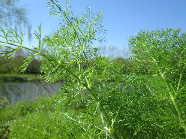 Dill, Delicate Feathered Foliage and Fresh Flavoring Eat Dill, Delicate Feathered Foliage and Fresh Flavoring Eat