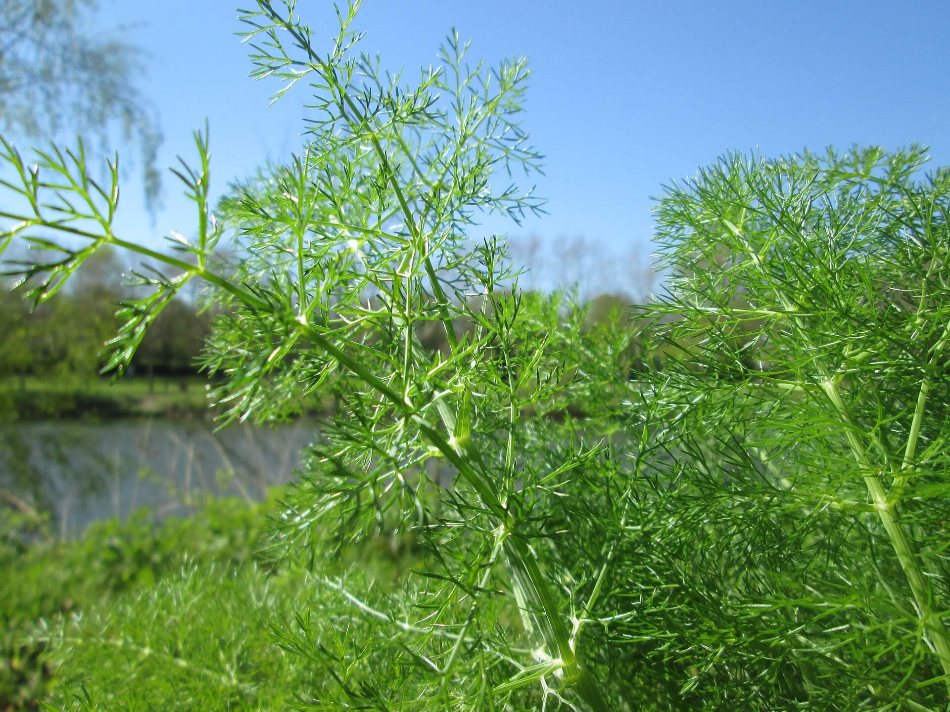 dill-delicate-feathered-foliage-and-fresh-flavoring-eat-the-planet