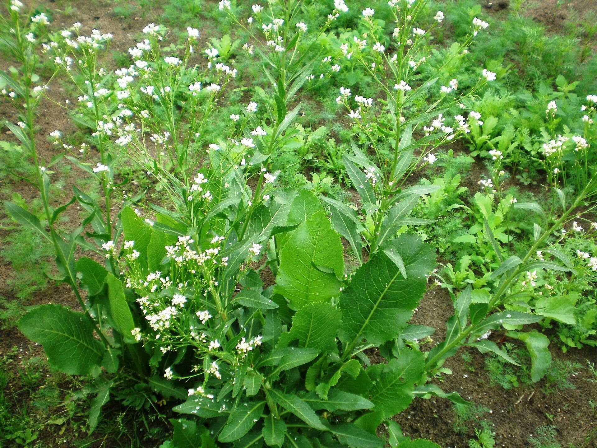 Horseradish, Powerful Flavor with a Wealth of Uses Eat The