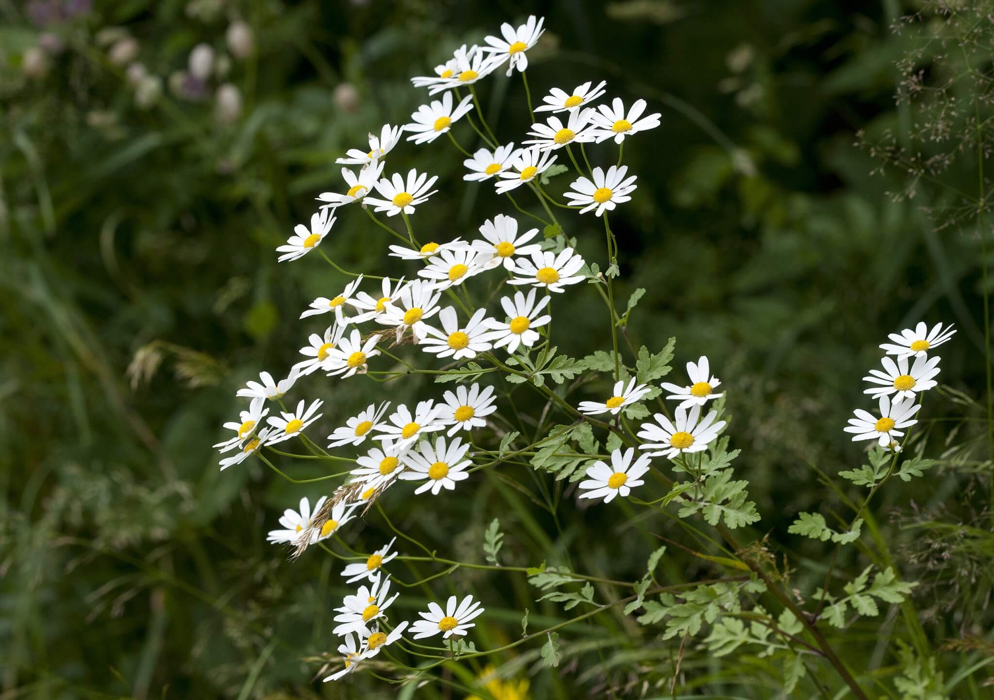 Feverfew, A Cheerful Plant with Headache Curing Abilities - Eat The Planet