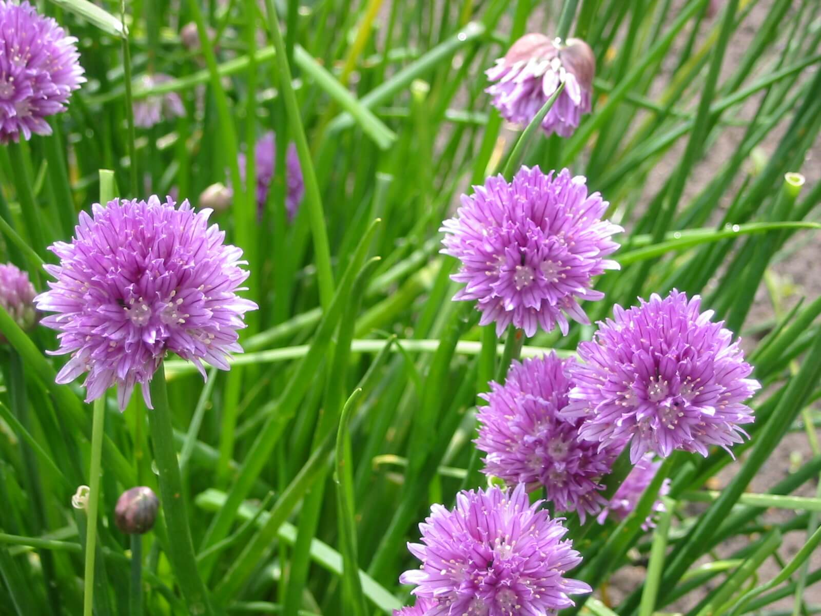 Лук название фото. Лук шнитт (лук скорода). Лук шнитт (Allium schoenoprasum). Шнитт слизун. Allium schoenoprasum лук скорода.