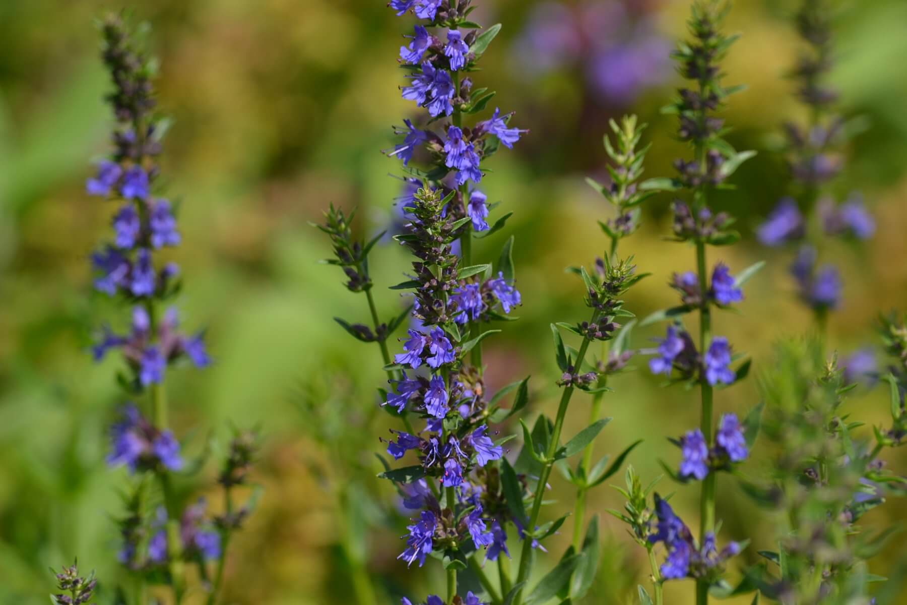 Hyssop, Attractive Flowers and a Great Herbal History - Eat The Planet